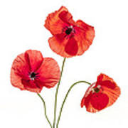 Three Red Poppies Poster