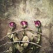 Three Roses And Barbed Wire Poster