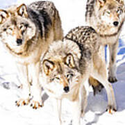 Three Timber Wolves Poster