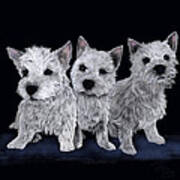 Three Westie Puppies Poster