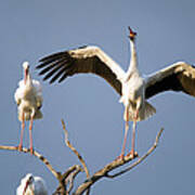 Three White Storks Ciconia Ciconia Poster
