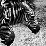Three Zebras Poster