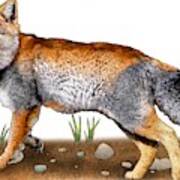 Tibetan Sand Fox Poster