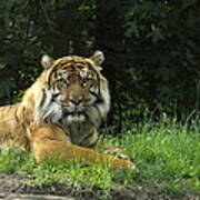 Tiger At Rest Poster
