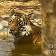 Tiger Bathing In A Pool Poster