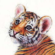 Tiger Cub Watercolor Painting Poster