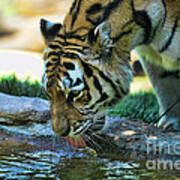 Tiger Drinking Water Poster