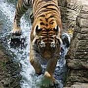 Tiger In The Waterfall Poster