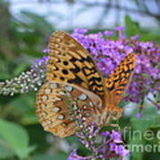 Tiger Moth Speyeria Aphrodite Feeding On Butterfly Bush Poster