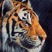 Tiger Profile Poster