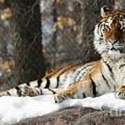 Tiger Relaxing Snow Cover Rock Poster