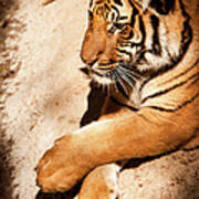 Tiger Resting Poster