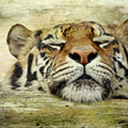 Tiger Snooze Poster