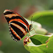 Tiger Striped Butterfly Poster