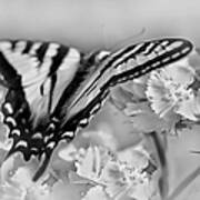 Tiger Swallowtail Butterfly Monochrome Poster
