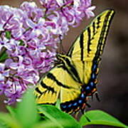 Tiger Swallowtail Butterfly Poster