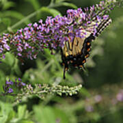 Tiger Swallowtail On Butterfly Bush Poster