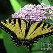 Tiger Swallowtail On Butterfly Bush Poster