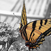 Tiger Swallowtail Poster