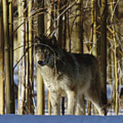 Timber Wolf Camouflaged In  Birch Forest Poster