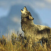 Timber Wolf Howling Idaho Poster