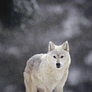 Timber Wolf In Falling Snow Poster