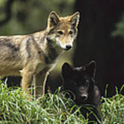 Timber Wolf Juveniles North America Poster