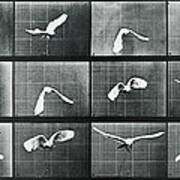 Time Lapse Motion Study Bird Monochrome Poster