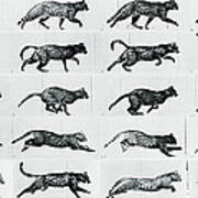 Time Lapse Motion Study Cat Monochrome Poster