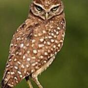 Tiny Burrowing Owl Poster