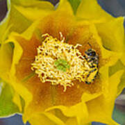 Tiny Dark Bee Covered In Prickly Pear Pollen Poster