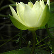 Tiny Water Lily Poster