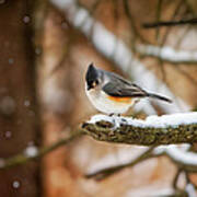 Titmouse In Winter Poster