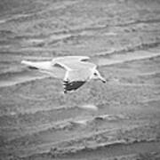 Top Secret Seagull Drone Poster