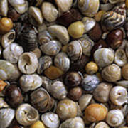 Topshells Whelk And Periwinkle Shells Poster