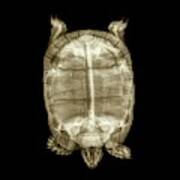 Tortoise Under X-ray Poster