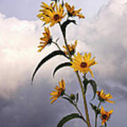 Towering Sunflowers Poster