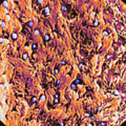Trachea, Showing Cilia And Goblet Poster