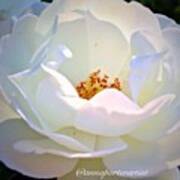 Transcendence White Rose Poster