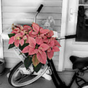 Traveling Poinsettia Poster