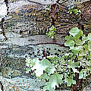 Tree Bark Abstract 2 Poster
