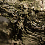 Tree Bark. Rhoen Mountains, Germany Poster