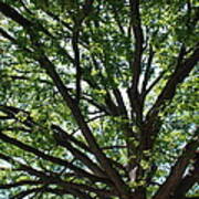 Tree Canopy Poster