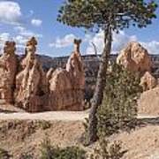 Tree In Bryce Canyon Poster