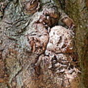 Tree Knot - Man In The Tree Poster