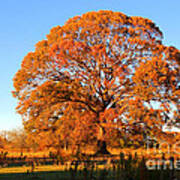 Tree Of Orange Poster