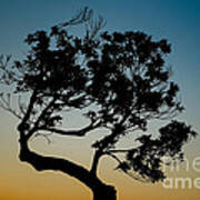 Tree Silhouetted Against The Setting Sun Poster