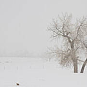 Tree Snow Fog And The Prairie Dog Poster
