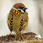 Tree Sparrow's Plumage Poster