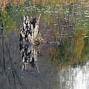 Tree Stump In Lake Katherine Poster